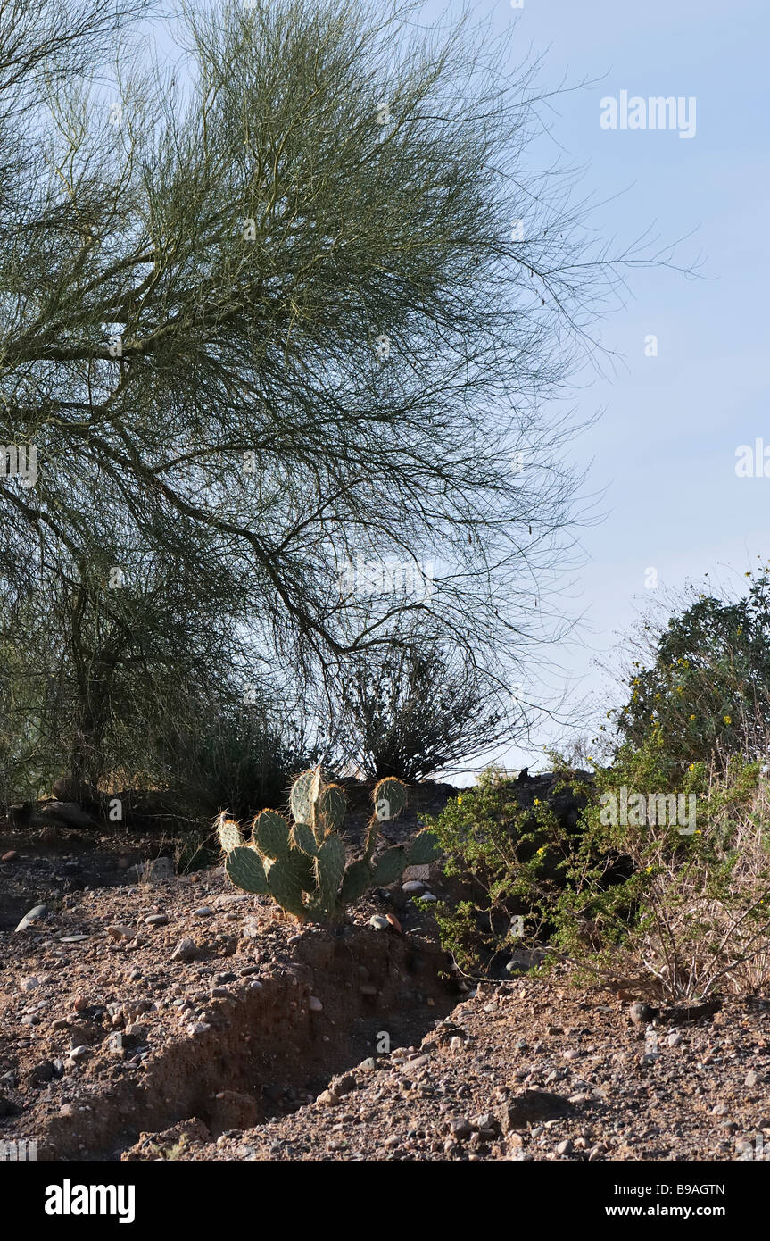 Desert plants beside an arroyo Stock Photo