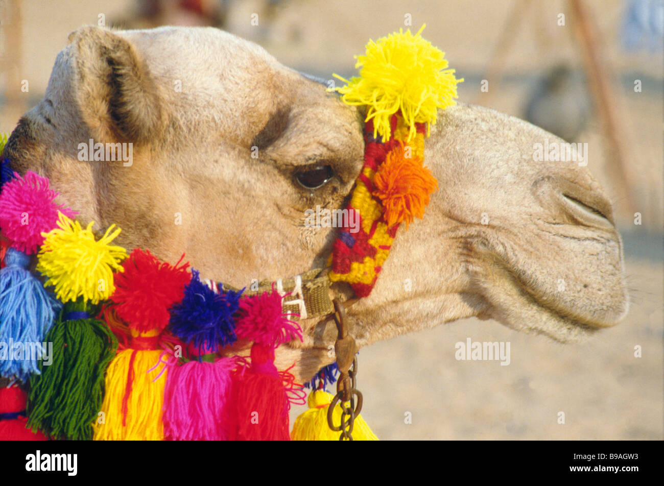 Camels head with decorative bright coloured woolen bridle. Egypt Stock Photo