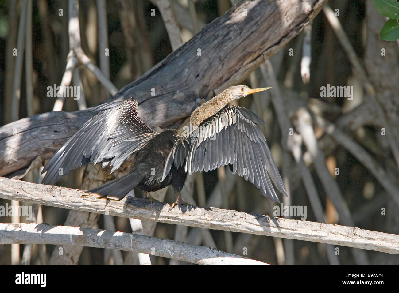 Predator animal hi-res stock photography and images - Alamy