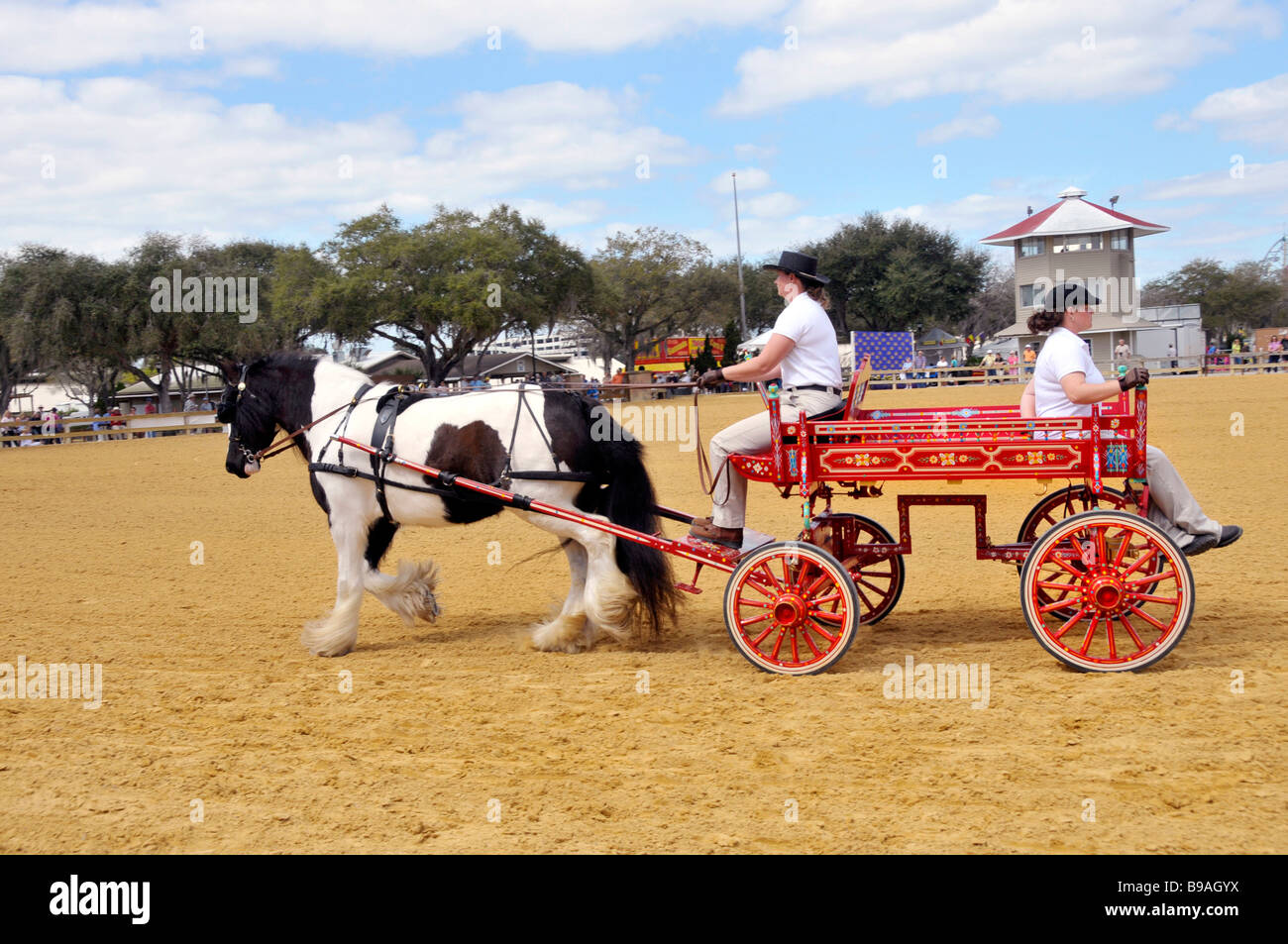 Gypsy horse exhibition at Florida State Fairgrounds Tampa Stock Photo Alamy