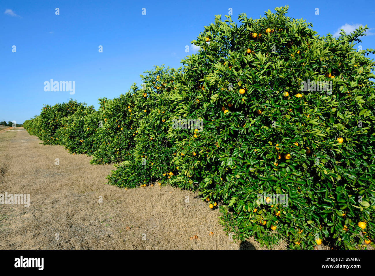 Orange trees Lake Wales Florida US Stock Photo