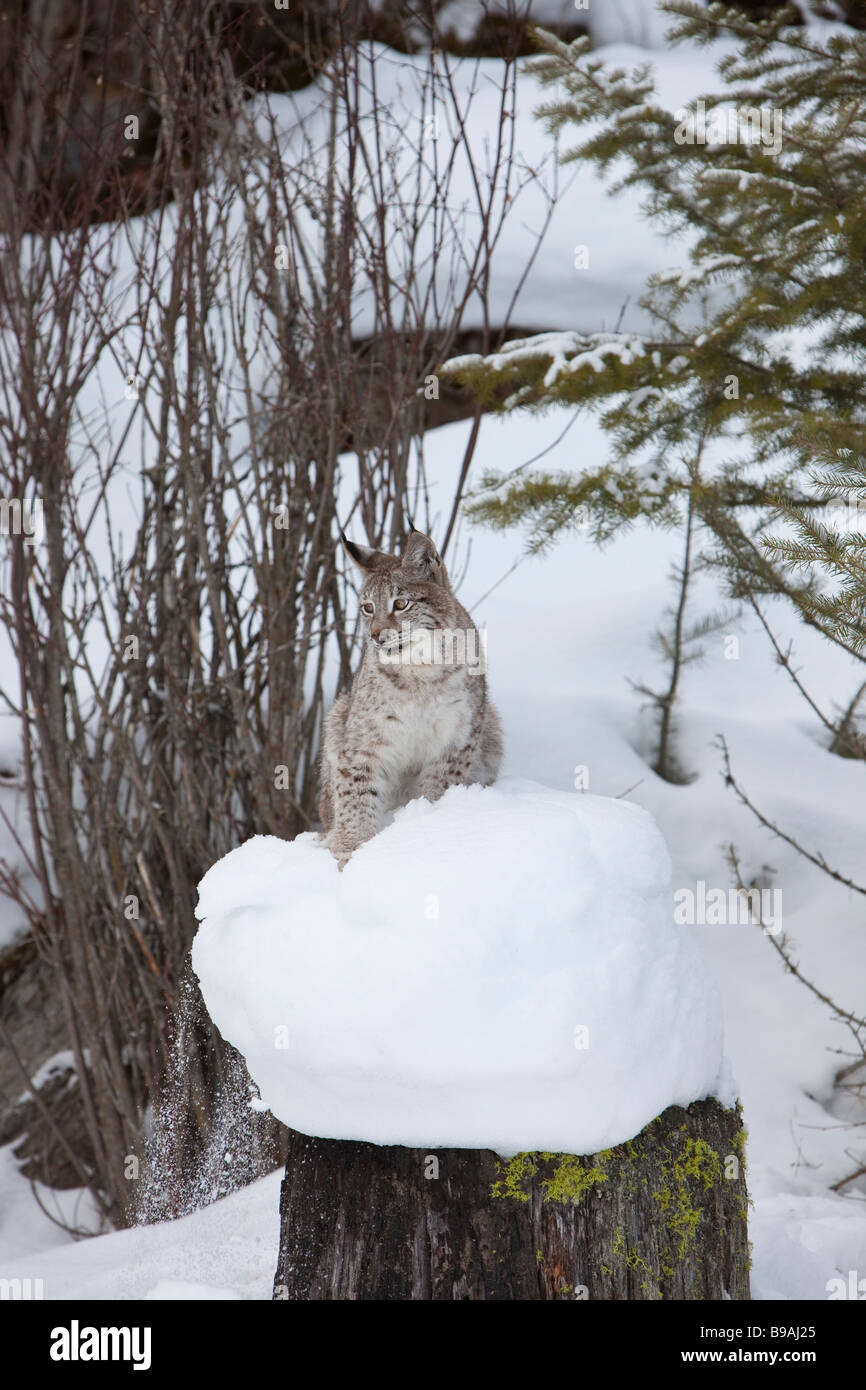 Siberian Lynx Posing in Snow on Log Stock Photo