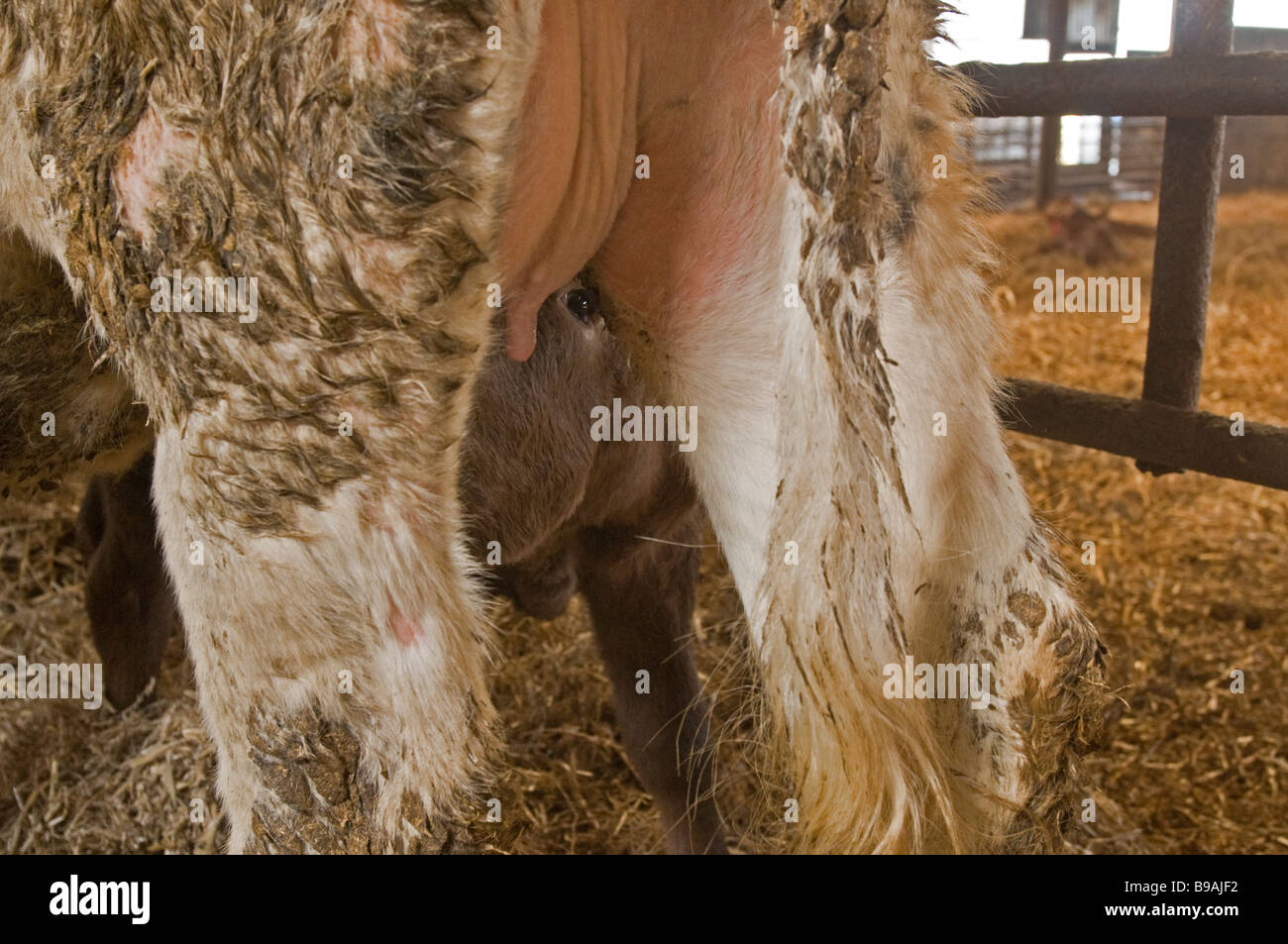 Calf peeping out from underneath its mother's udders Stock Photo