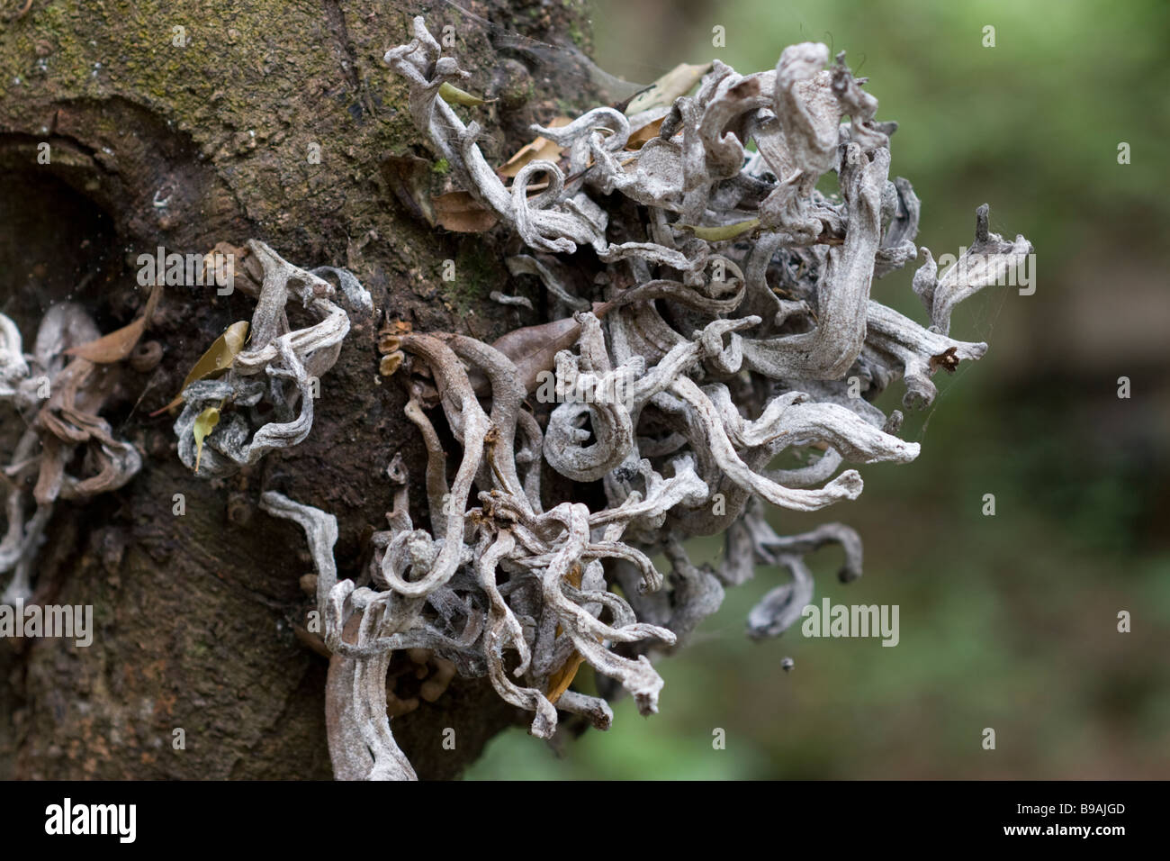 Parasitic fungi species Laurobasidium lauri on Laurel Laurus azorica Stock Photo