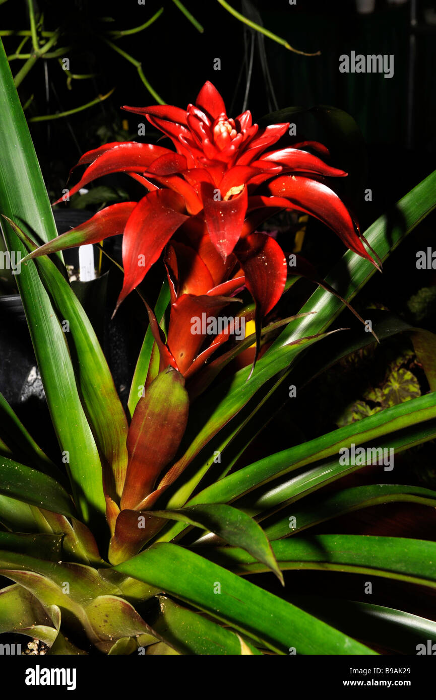 Red Bromeliad Hybrid Flowers on Display at Florida State Fairgrounds Tampa Stock Photo