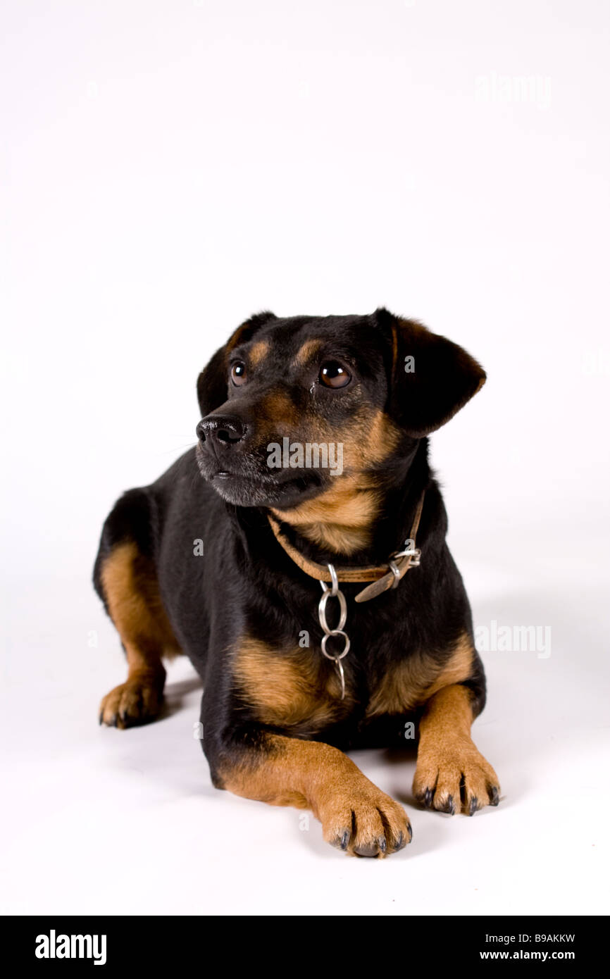 Black And Tan Terrier Black And Tan Terrier