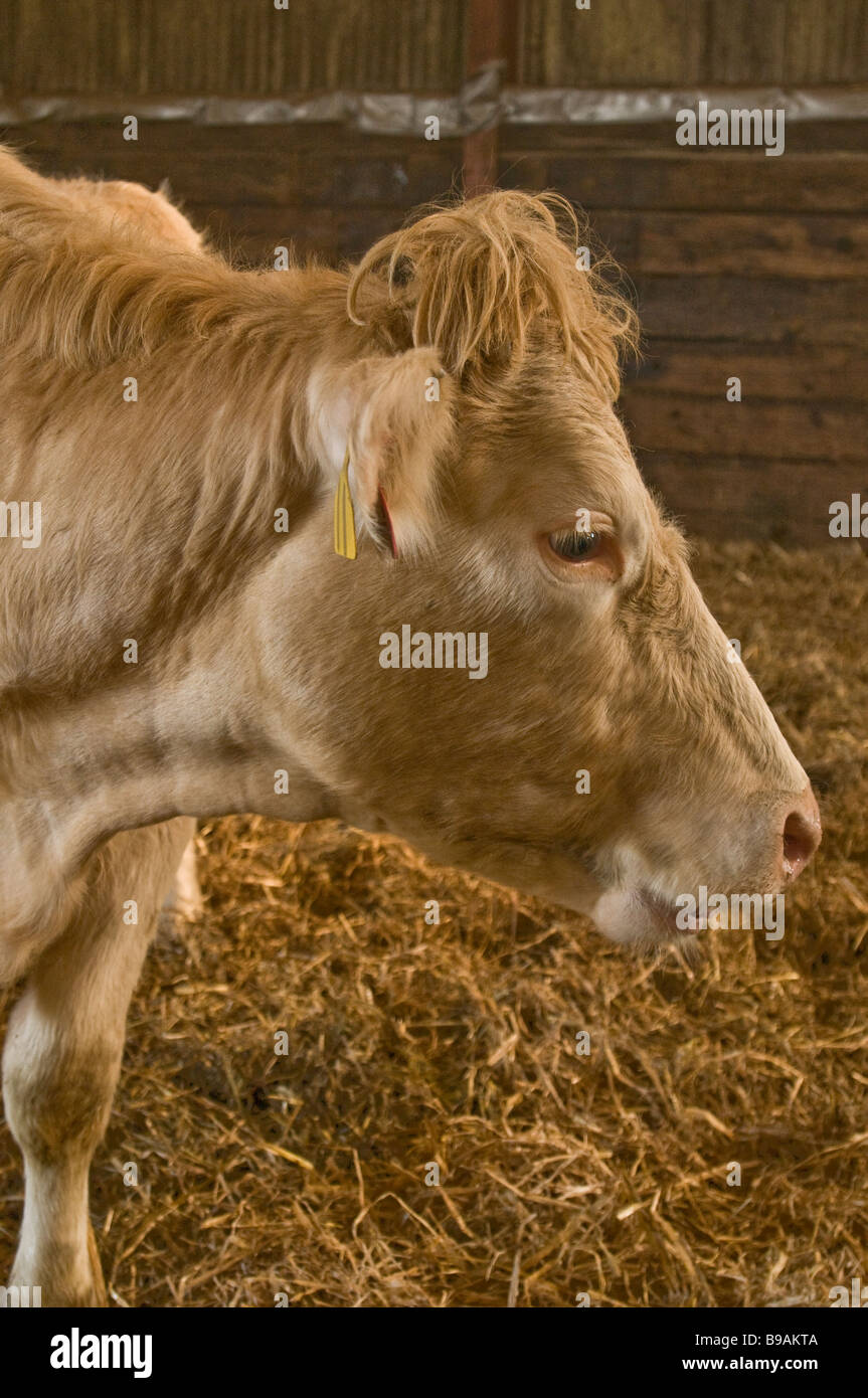 Cow Close up with a funny topknot of hair Stock Photo