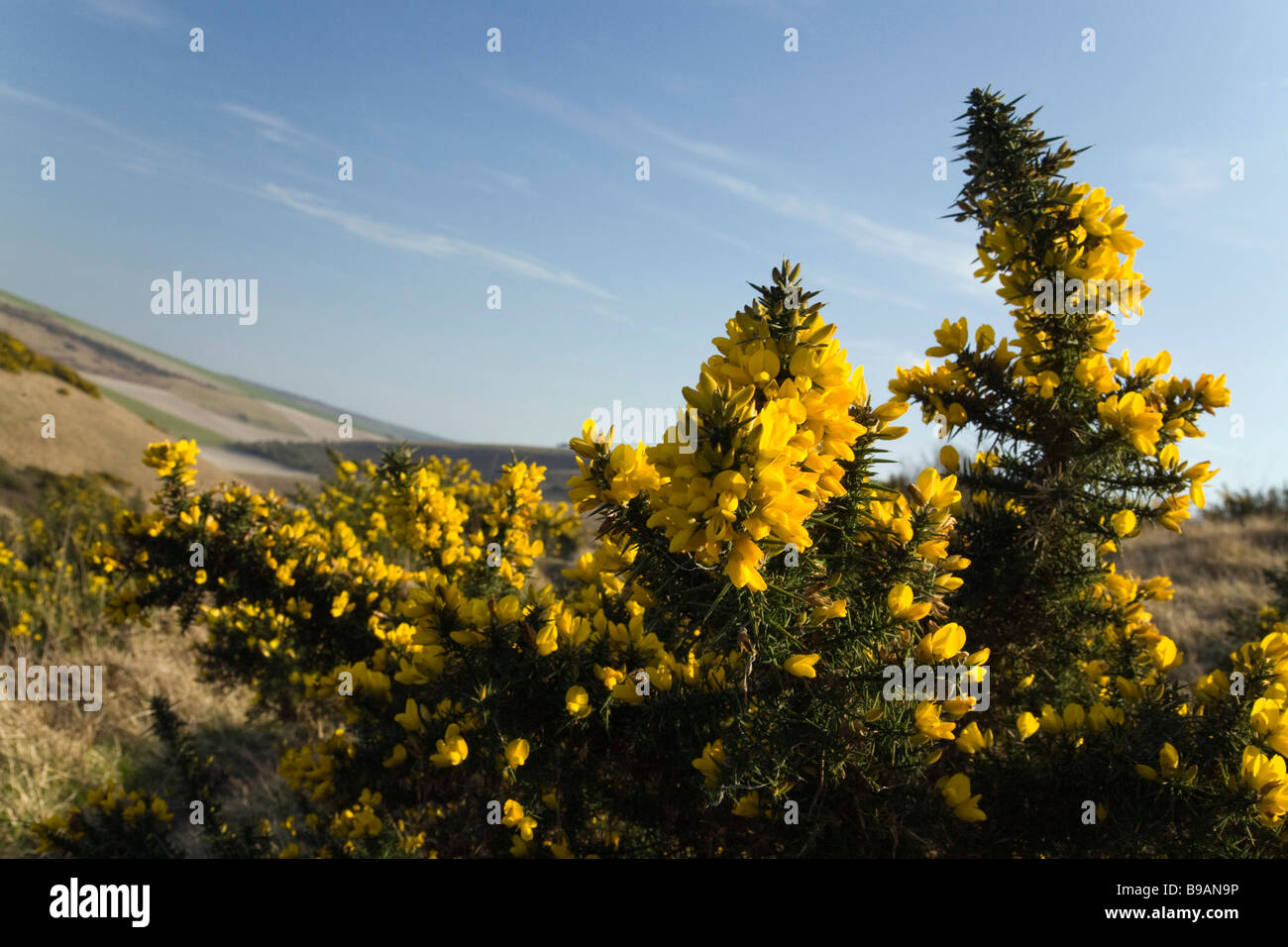 Gorse flower. Castle Hill National Nature Reserve. South Downs. Natural downland. Stock Photo