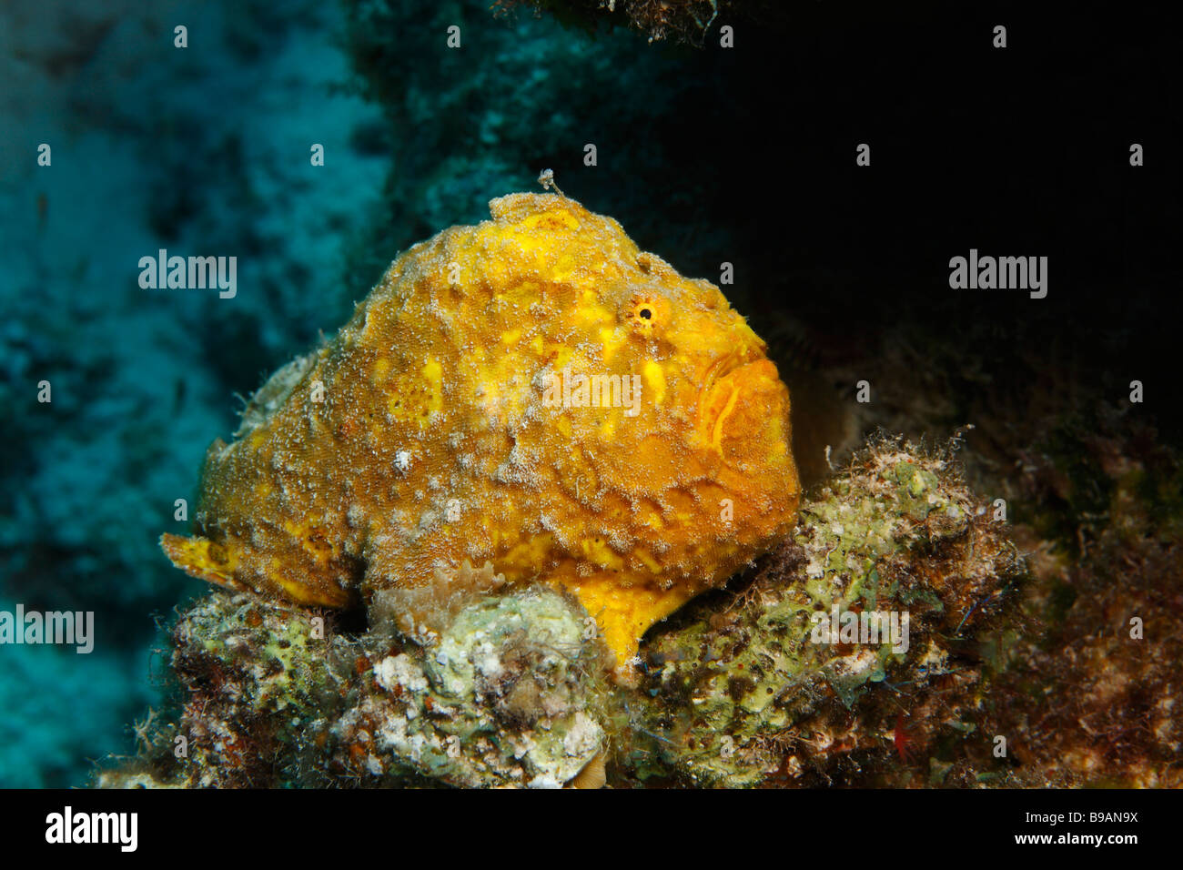 Longlure Frogfish Antennarius multiocellatus yellow colored perched on coral Stock Photo