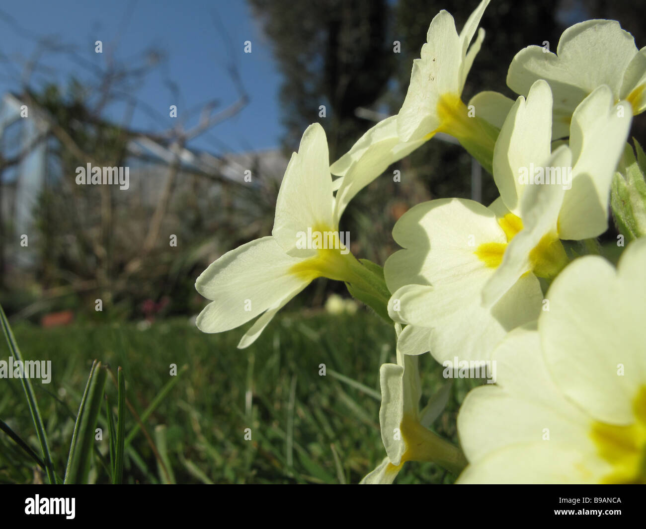 A yellow primrose on a sunny day Stock Photo