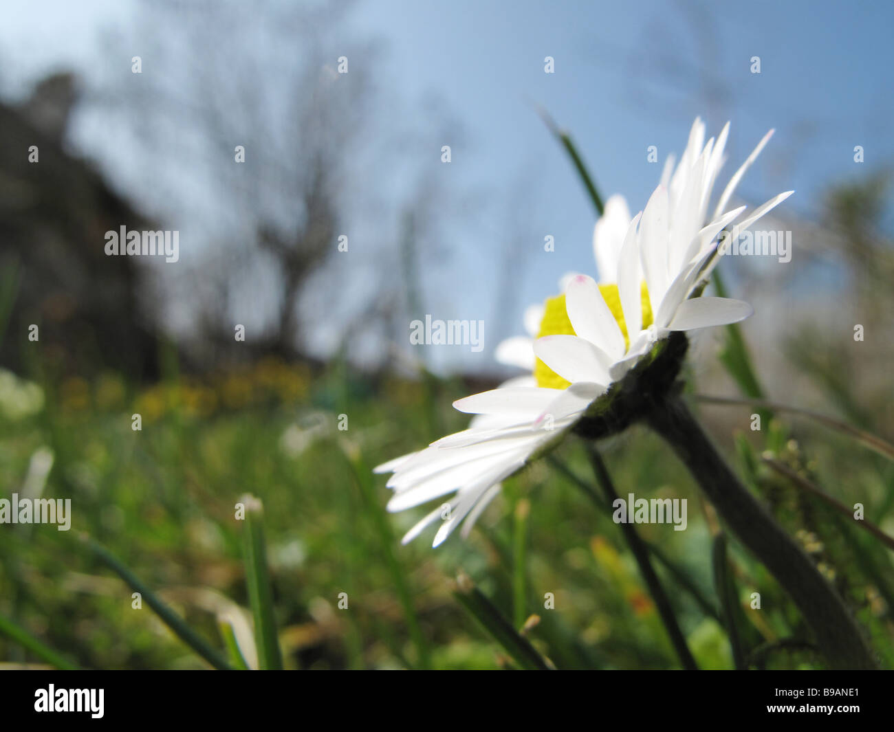 Yellow daisy side view hires stock photography and images Alamy