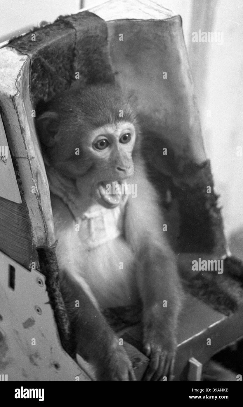 Monkey undergoes pre flight training inside biological satellite at the ...