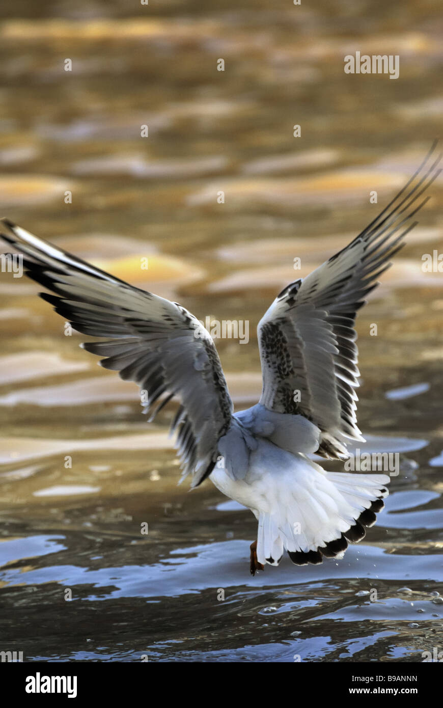 A herring gull landing on water from behind with wings spread Stock