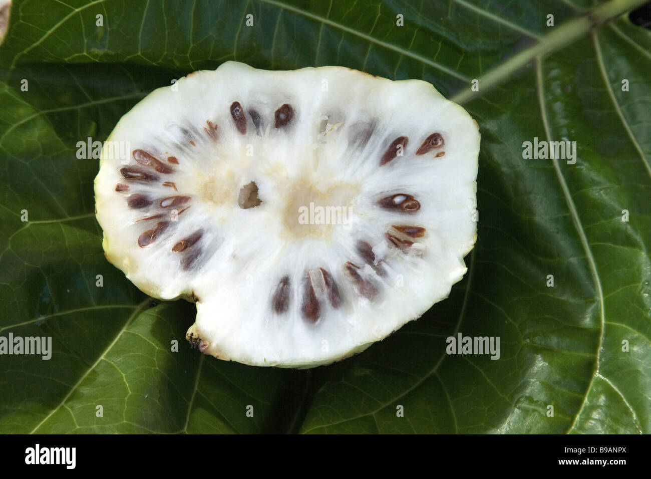 Halved 'Noni' fruit. Stock Photo