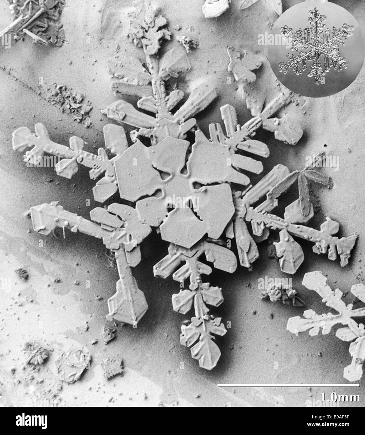 Electron micrograph of a new snowflake crystal Stock Photo
