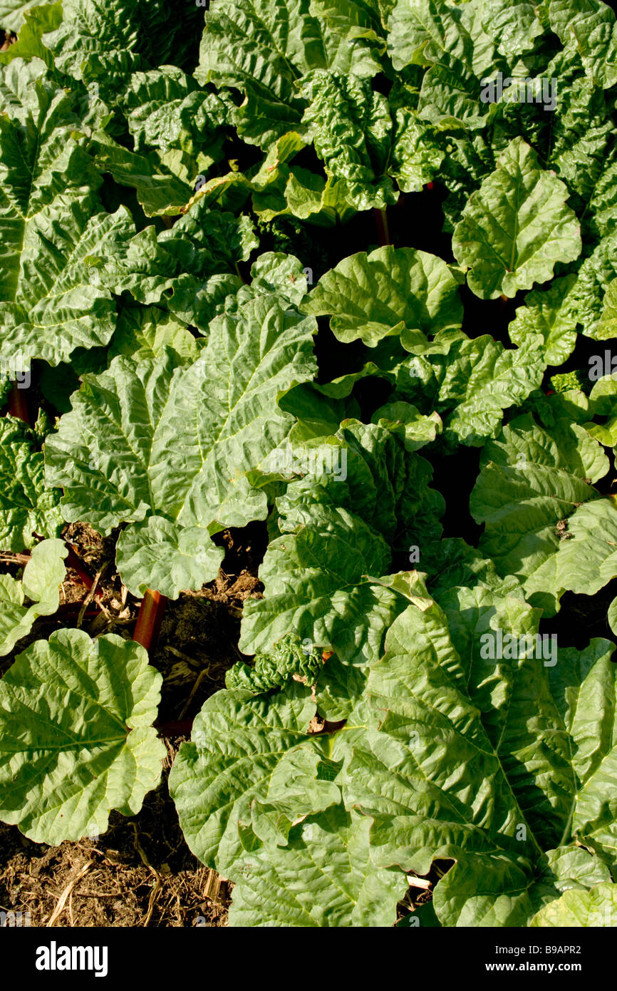 Rhubarb Leaves Stock Photo