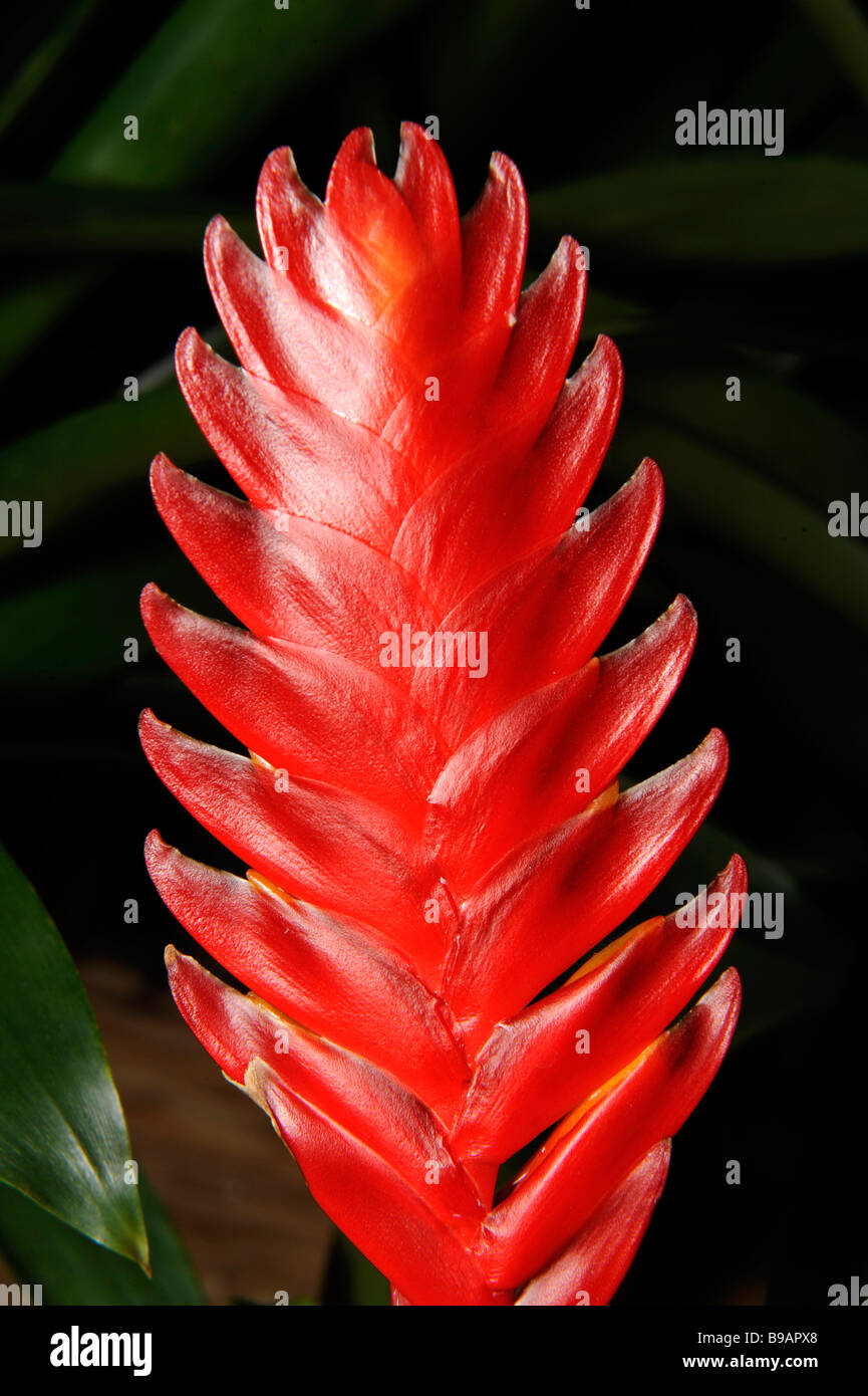 Red Hybrid Flowers on Display at Florida State Fairgrounds Tampa Stock Photo