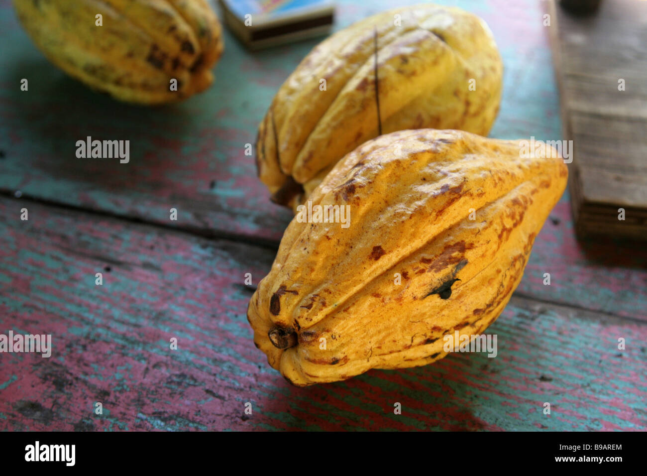 Ripe Cocoa Fruit Stock Photo Alamy