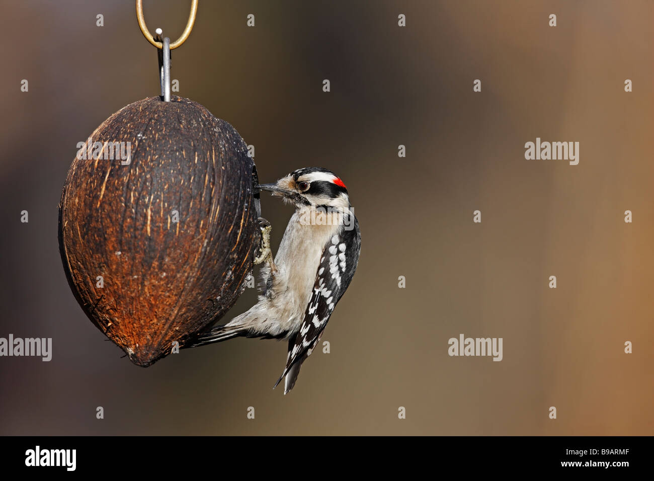 Downy Woodpecker Picoides Pubescens Medianus Female On A Coconut