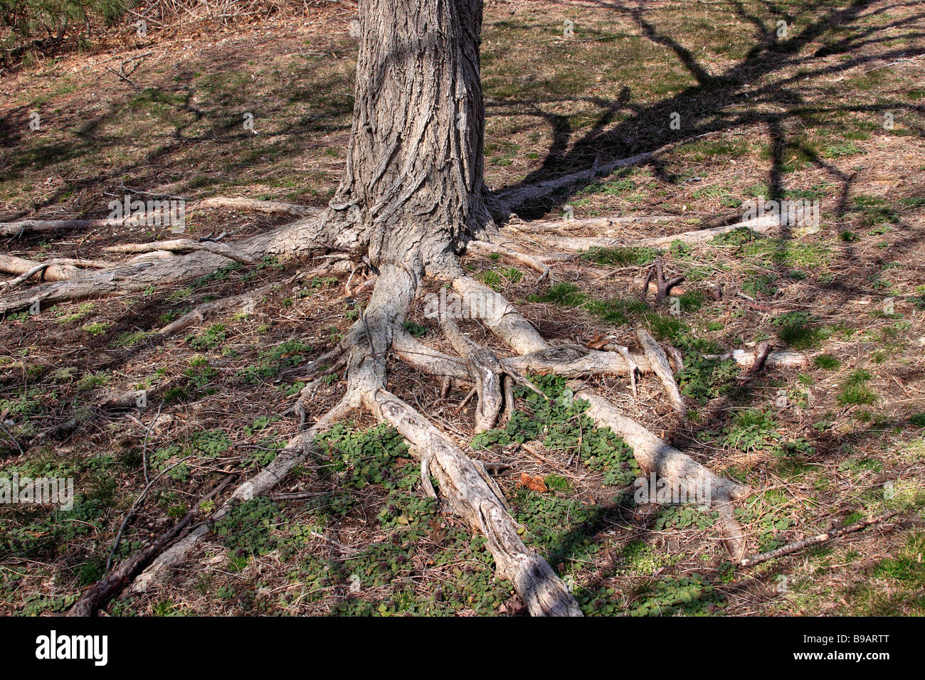 Divergent tree hi-res stock photography and images - Alamy