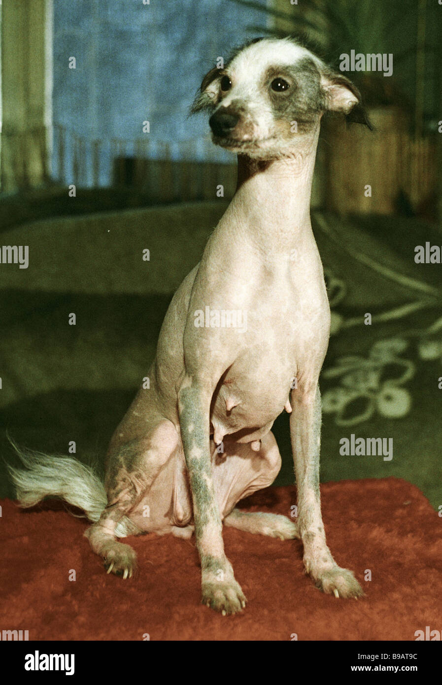 Hairless greyhound cheap