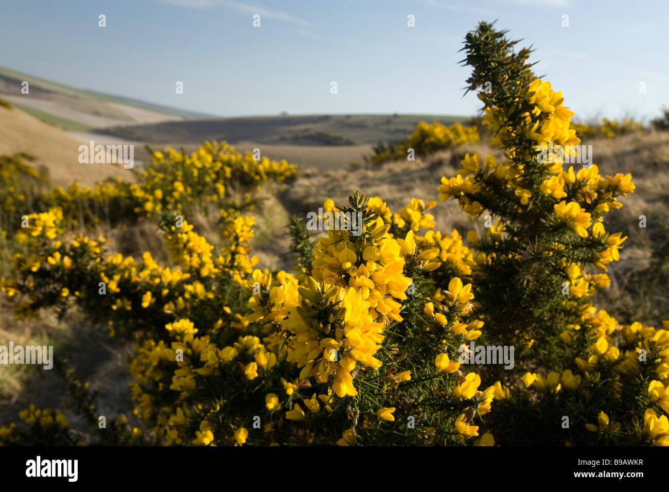 Gorse flower. Castle Hill National Nature Reserve. South Downs. Natural downland. Stock Photo