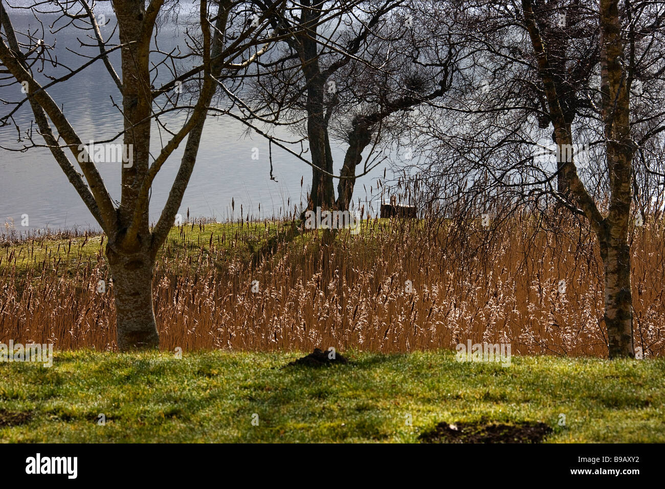 Reeds by St mary's loch.Scottish borders. Stock Photo
