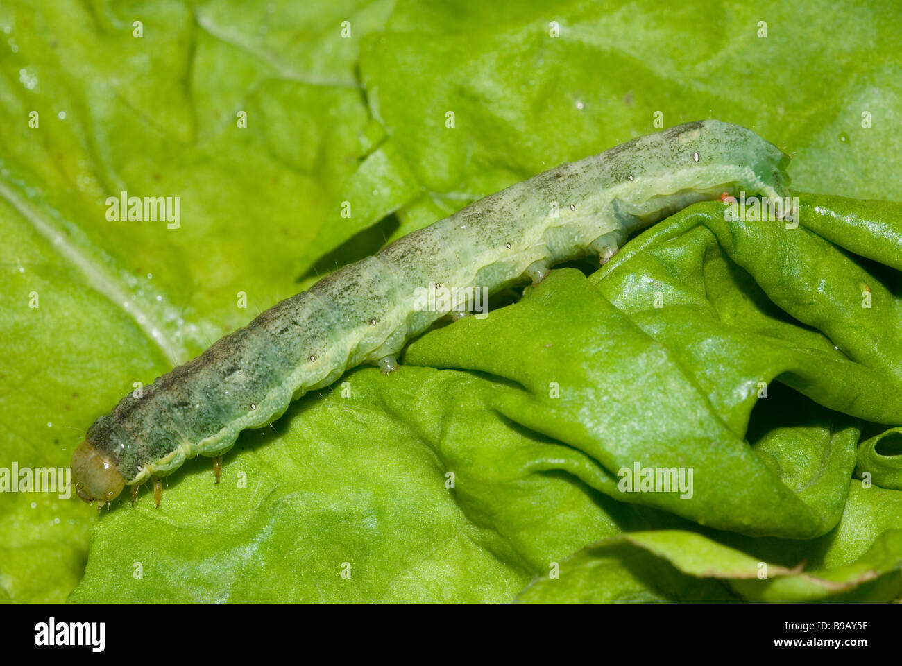 Caterpillar cabbage moth mamestra brassicae hires stock photography
