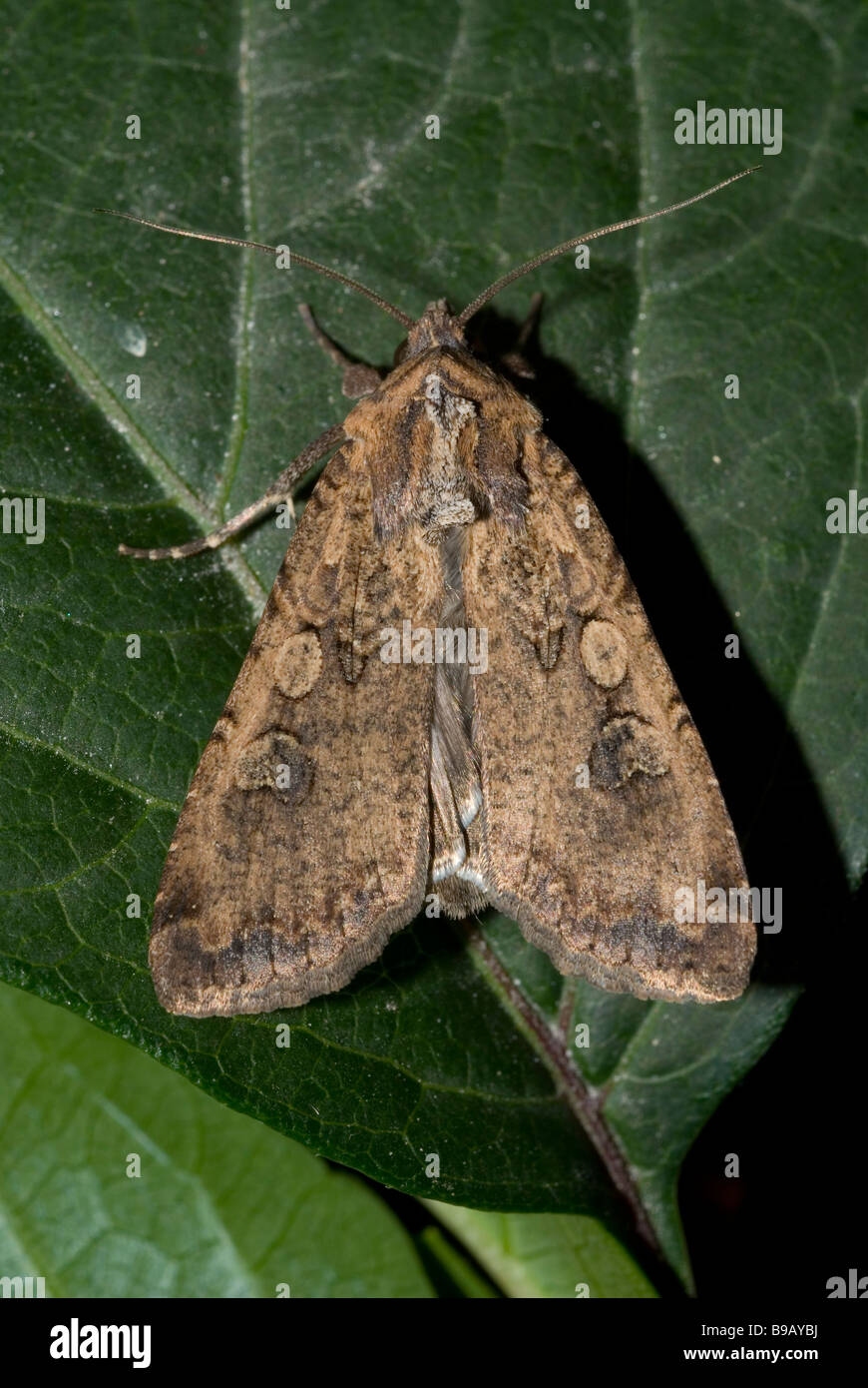 Pearly underwing butterfly (Peridroma saucia) Stock Photo