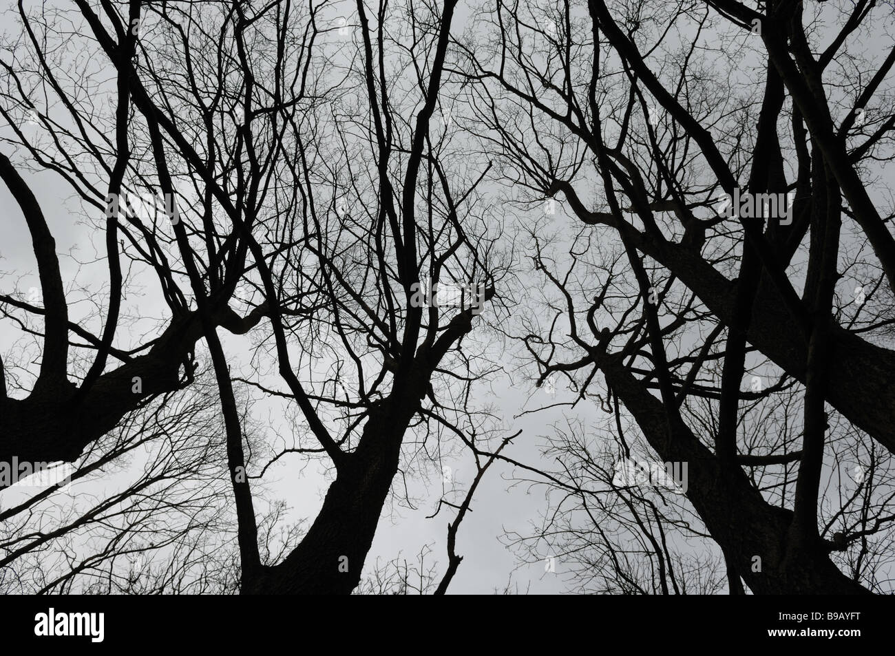 Looking up to the sky through a canopy of tree branches silhouetted ...