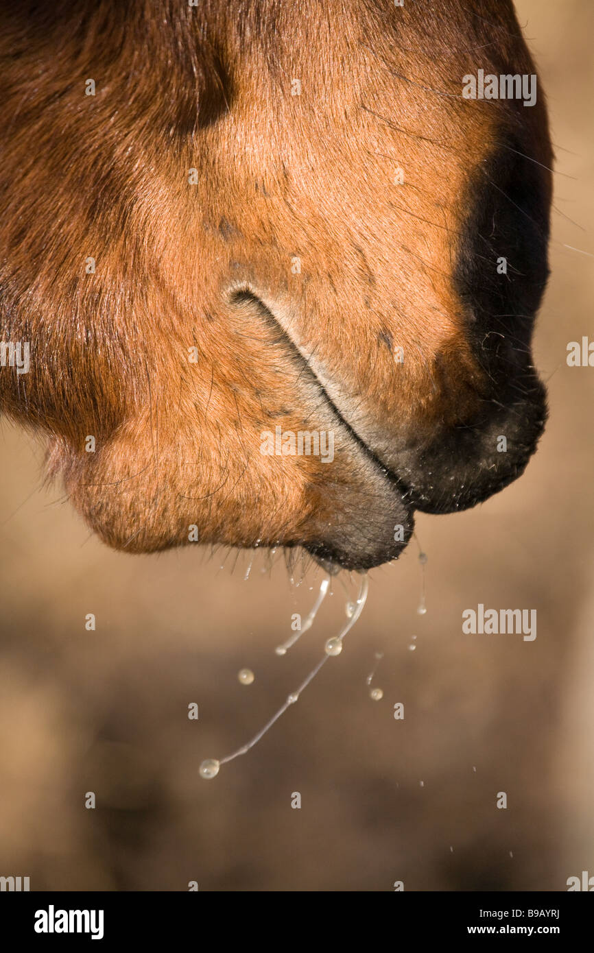 Horse mouth saliva hires stock photography and images Alamy