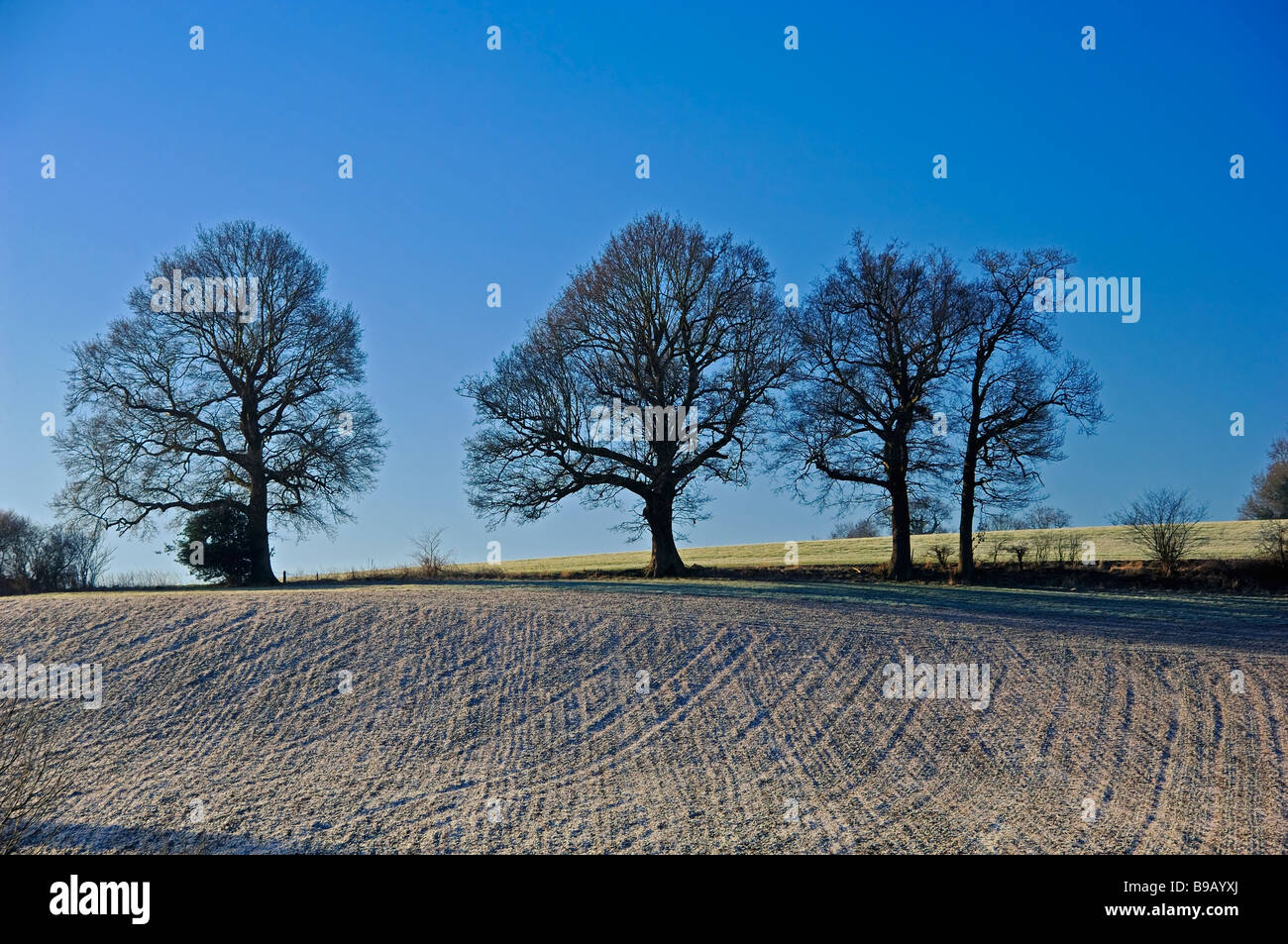 Row trees field hi-res stock photography and images - Alamy
