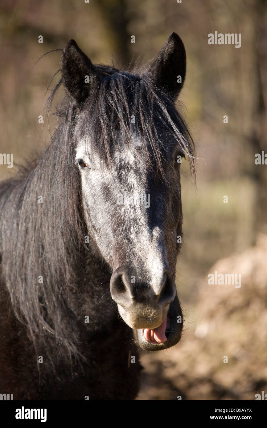 Horses near Vrhnika Notranjska Slovenia Stock Photo Alamy
