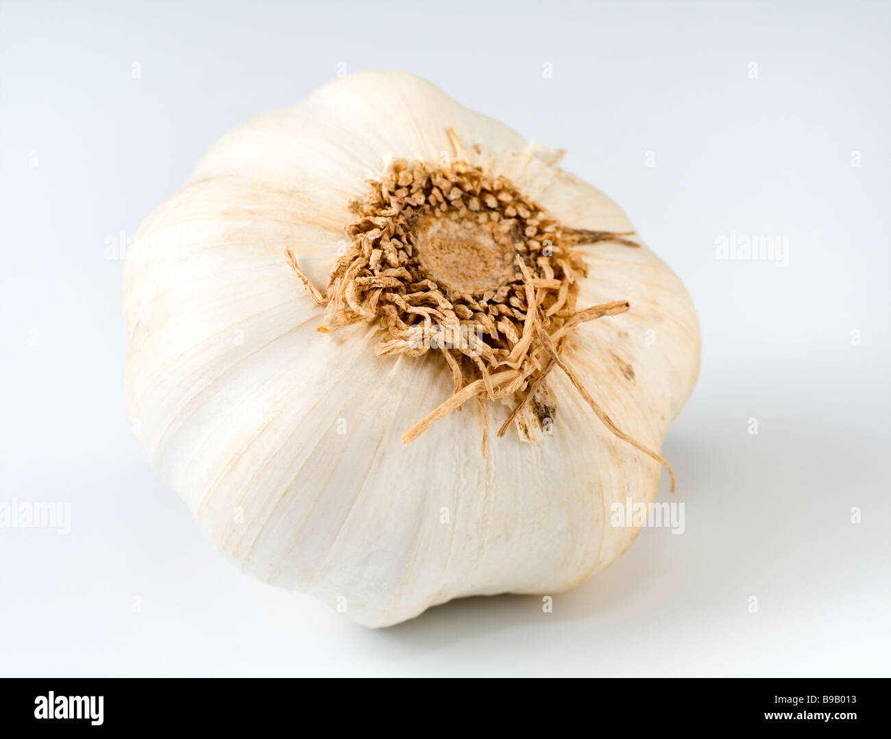 big vitamin garlic bulb on light background Stock Photo