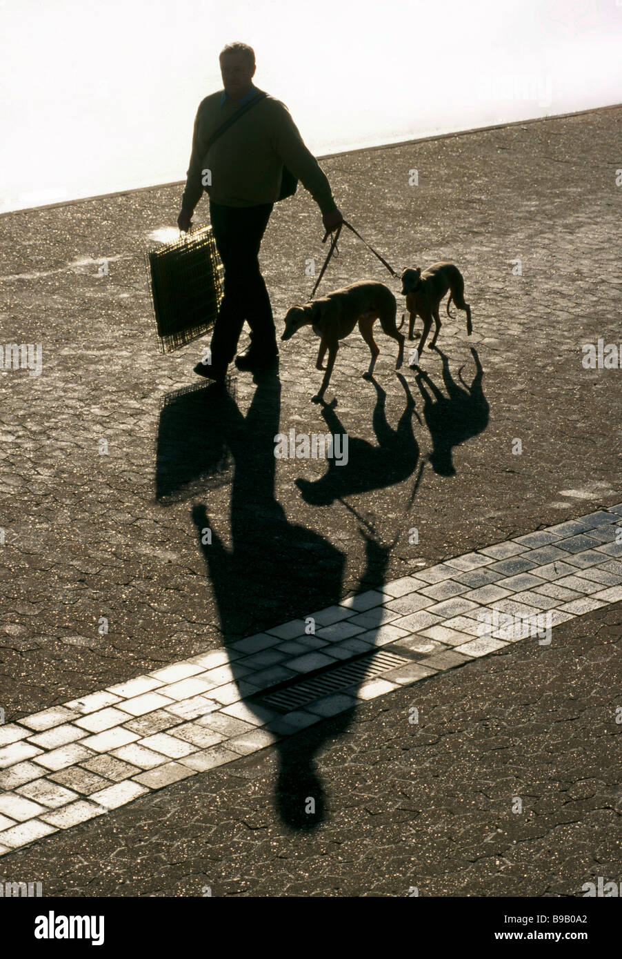 dog dogs walk walks walking exercise keepfit Stock Photo Alamy