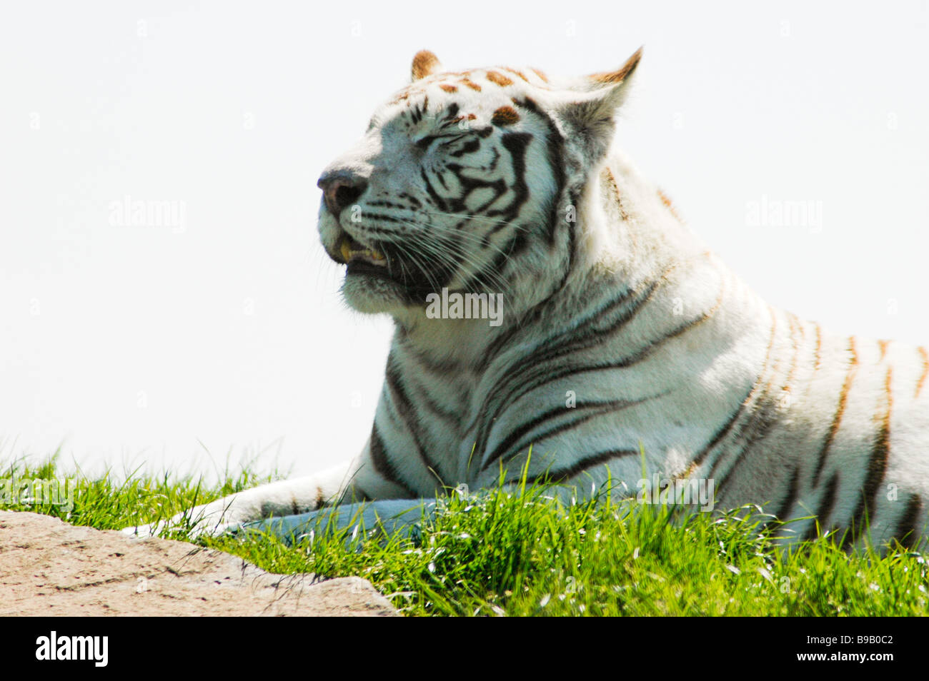 A white tiger enjoying the sun Stock Photo