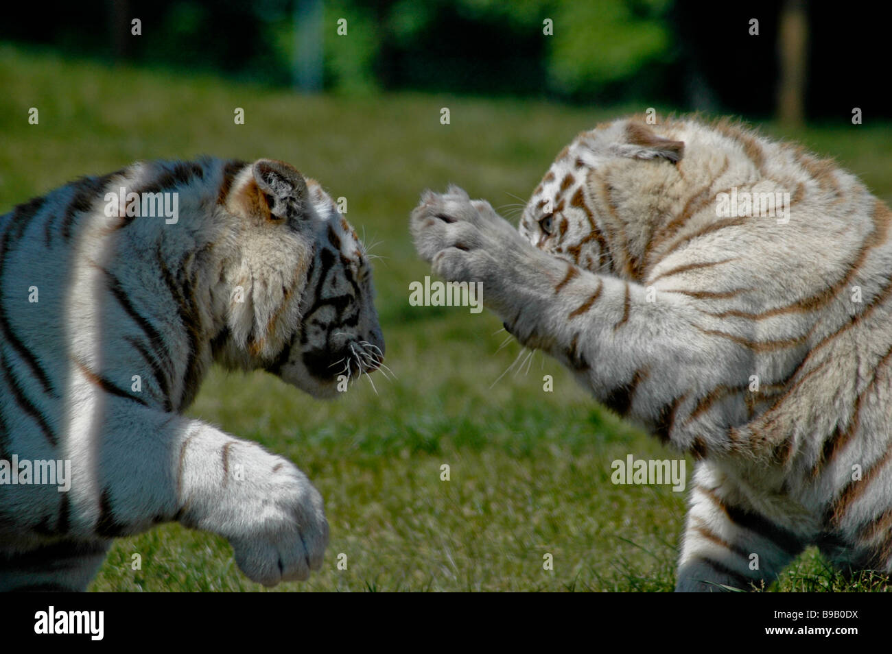 Two white tigers fighting Stock Photo