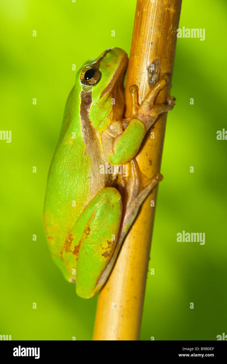 Common tree frog hanging on a branch Stock Photo