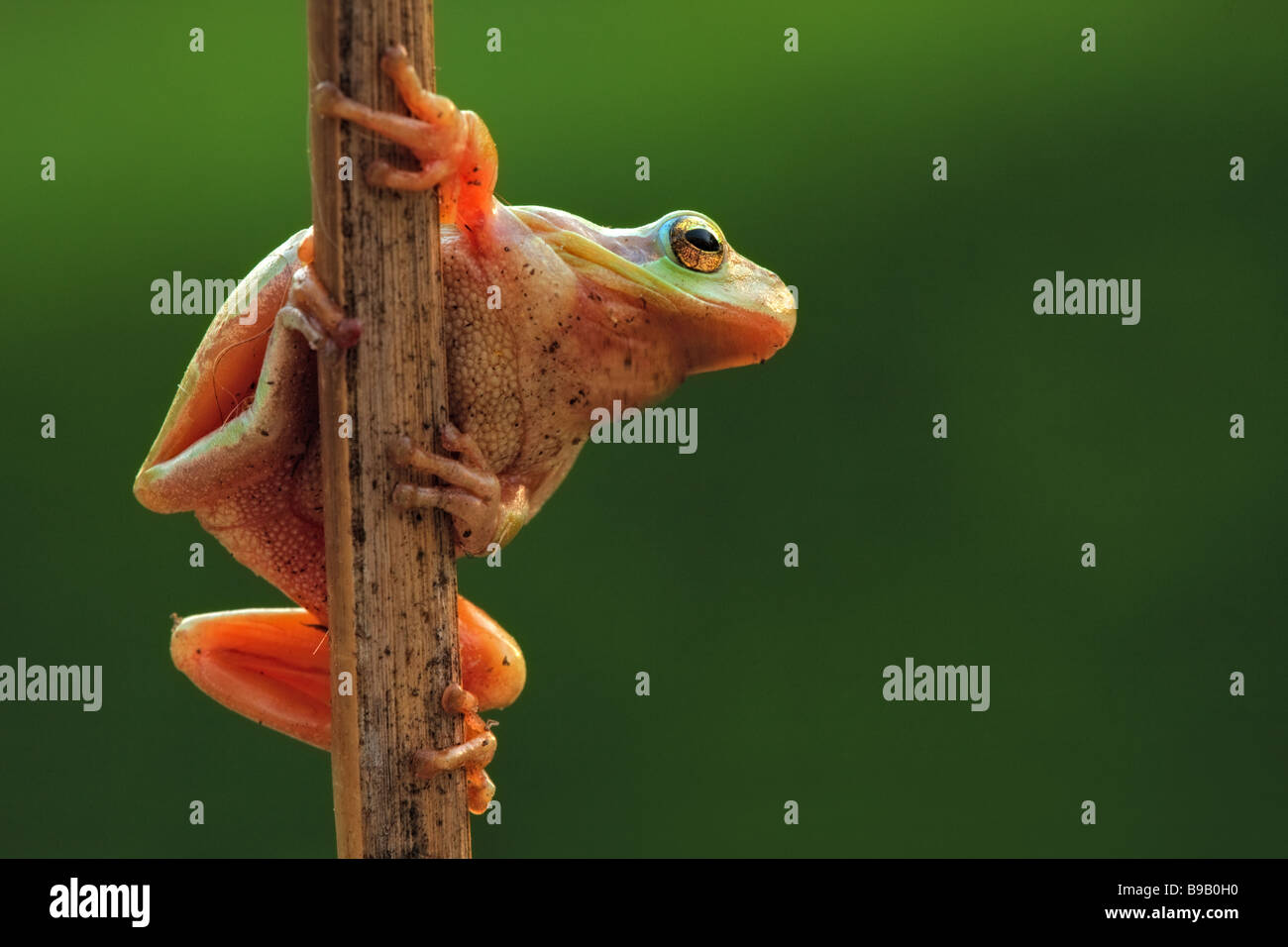 Common tree frog hanging on a branch Stock Photo