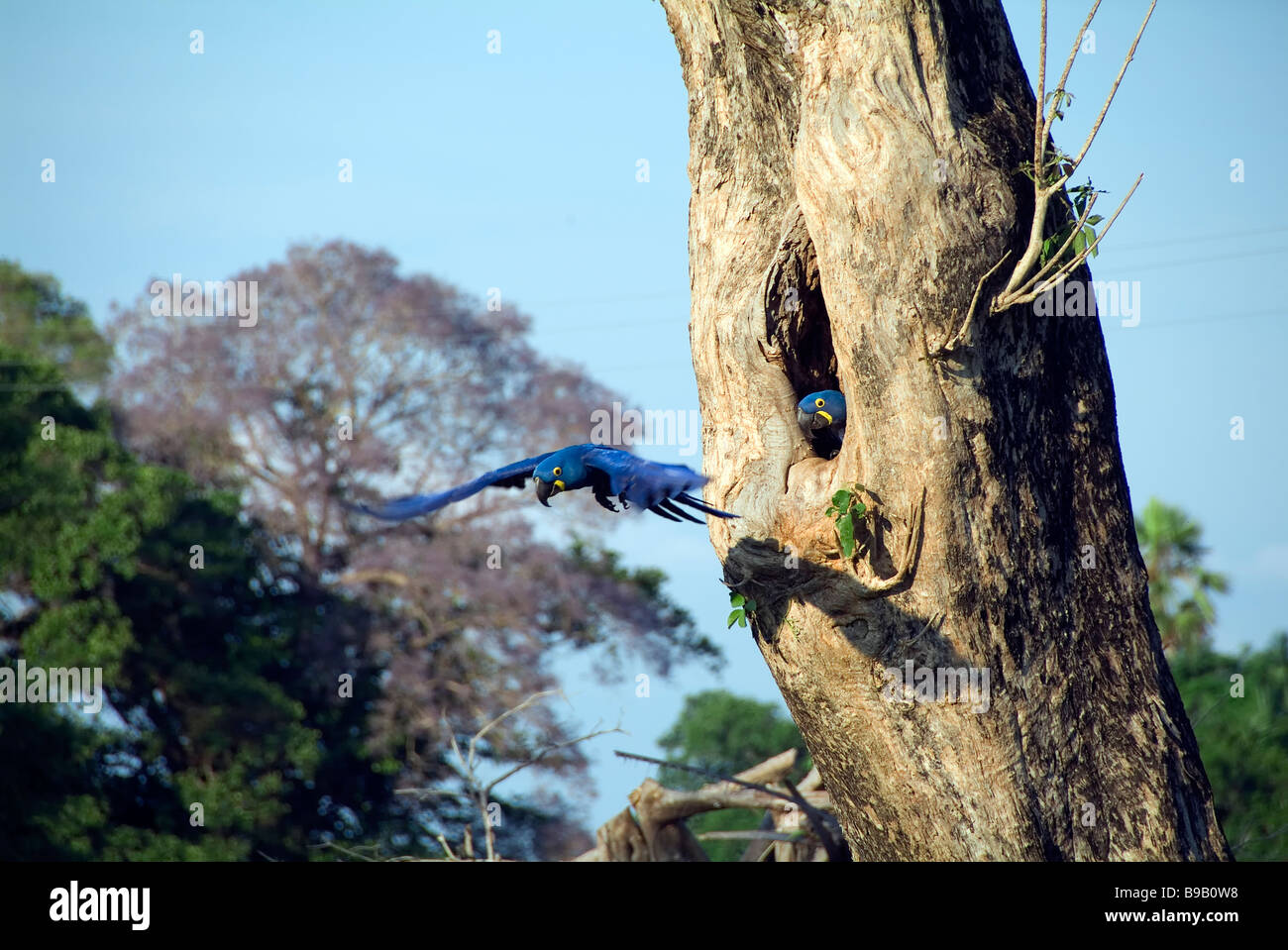 Hyacinth Macaw Anodorhynchus hyacinthinus Stock Photo