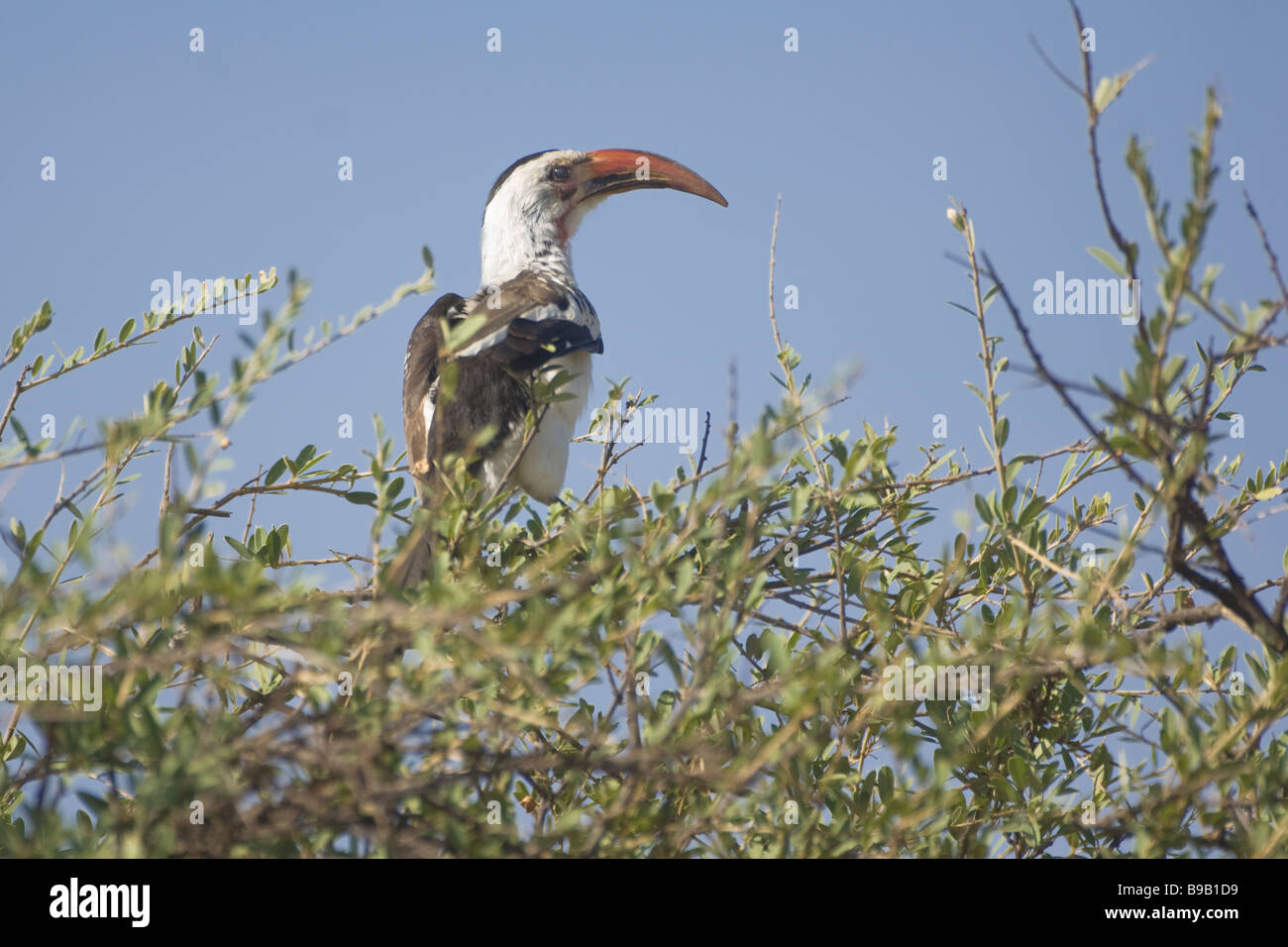 Red billed Hornbill Tockus erythrorhynchus, Kenya, Africa Stock Photo