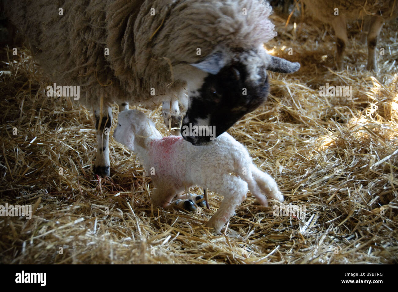 Ewe licking new born lamb dry Stock Photo - Alamy