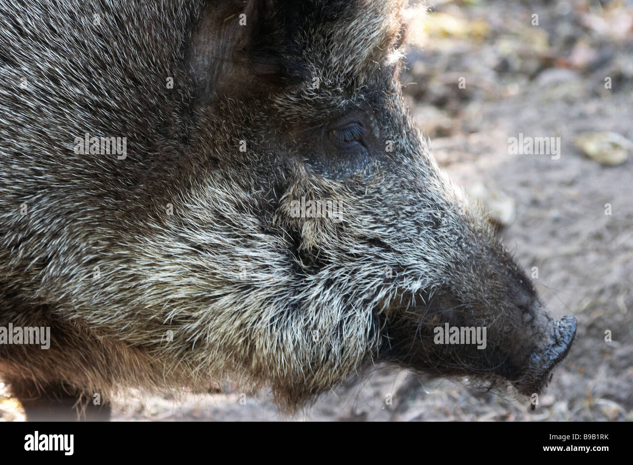 Wild Boar Stock Photo