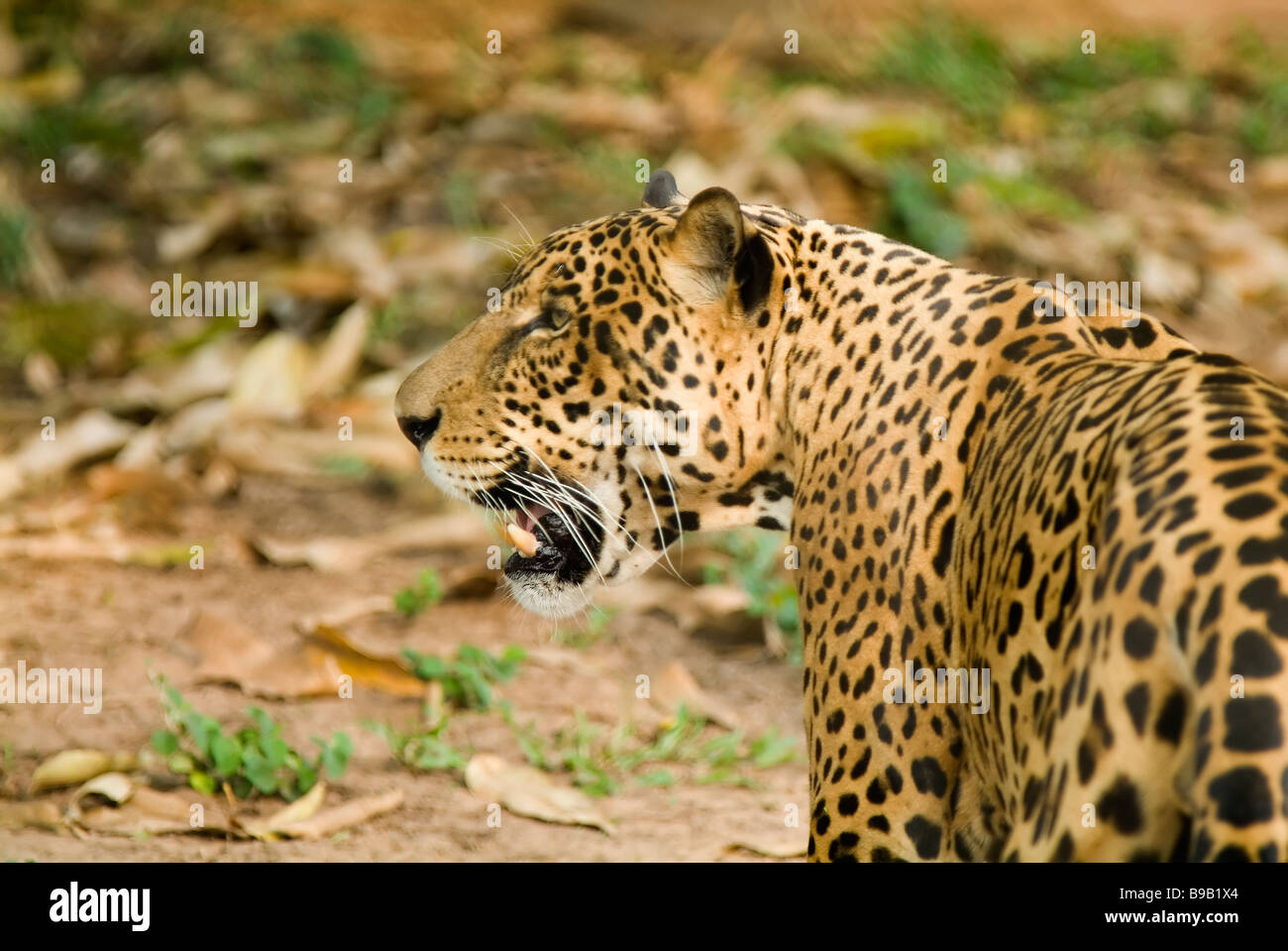 Jaguar Panthera onca, Brazil Stock Photo
