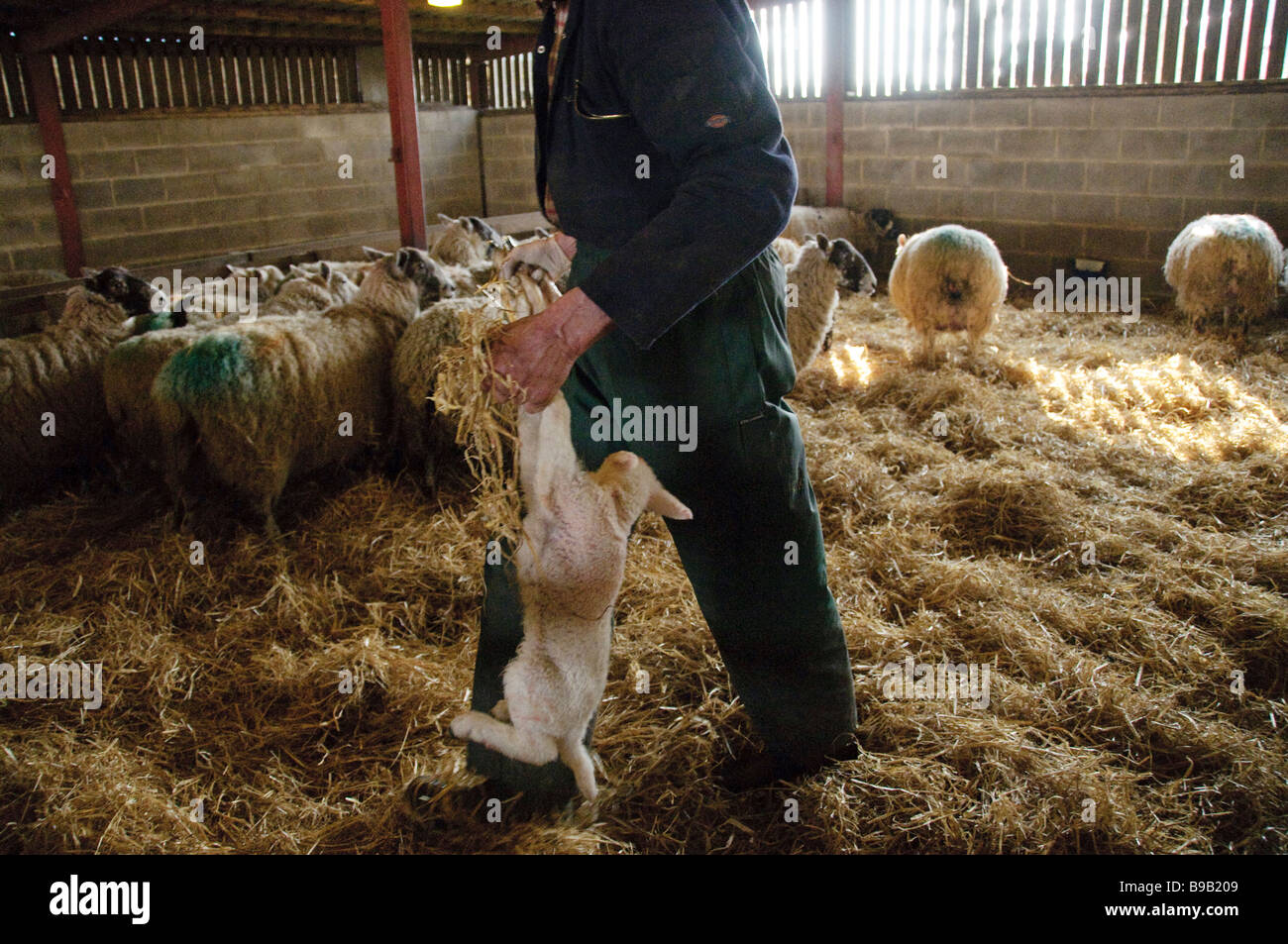 Tube feeding hires stock photography and images Alamy