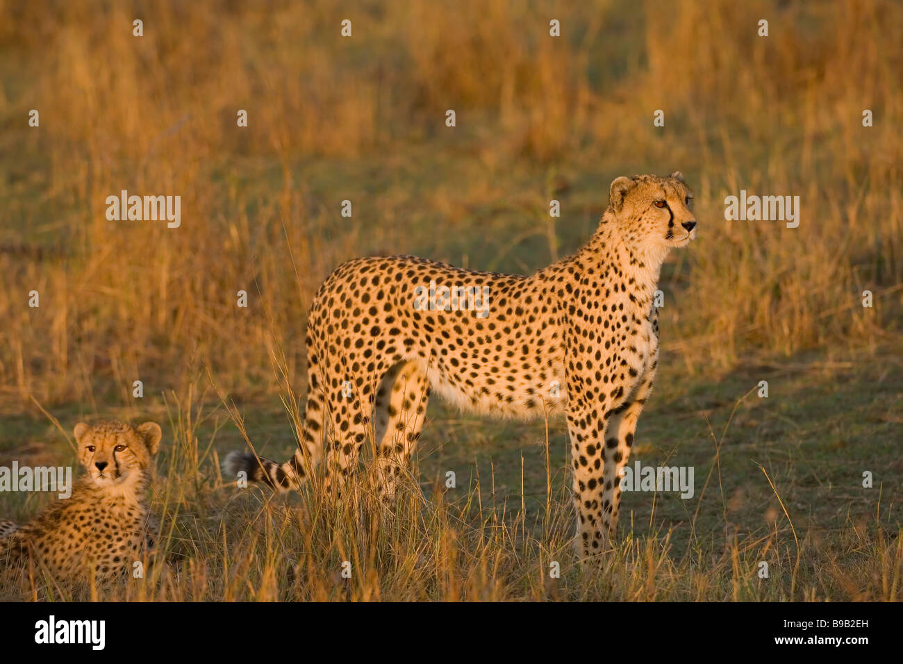 Cheetah and young Acinonyx jubatus Stock Photo