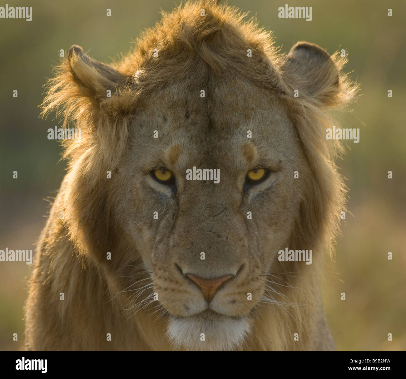 Male lion Panthera leo, Kenya, Africa Stock Photo