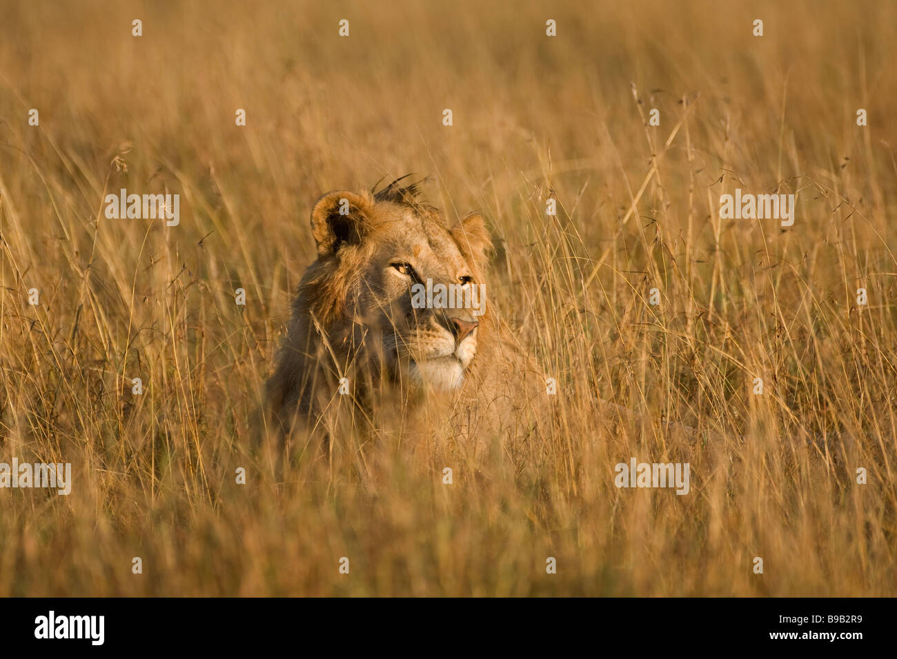Male lion Panthera leo Stock Photo