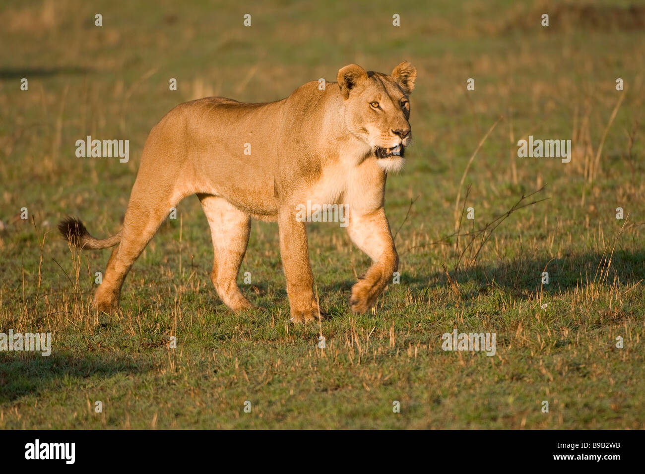 Female lion Panthera leo Stock Photo