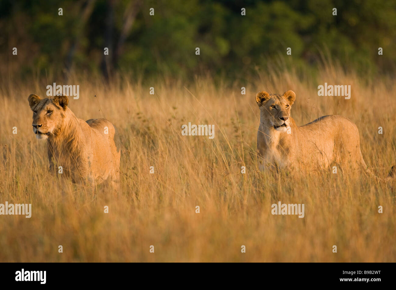 Female lions Panthera leo Stock Photo